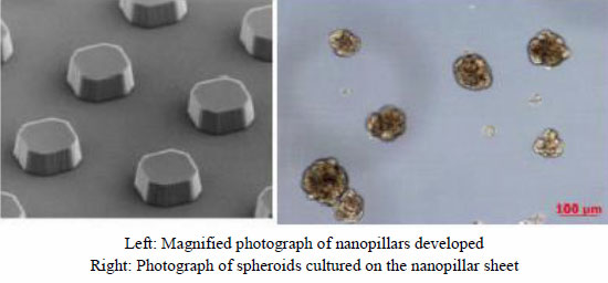[ImageLeft]Magnified photograph of nanopillars developed
 [ImageRight]Photograph of spheroids cultured on the nanopillar sheet