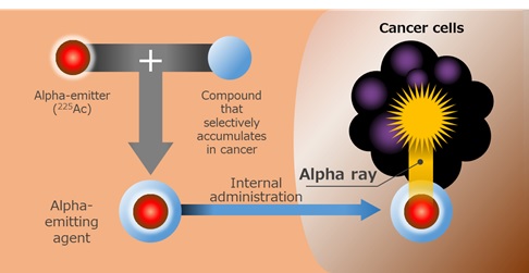 [image]Figure 1 Principle of targeted alpha therapy(TAT)