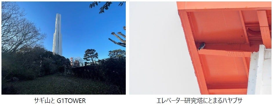[画像](左)サギ山とG1TOWER、(右)エレベーター研究塔にとまるハヤブサ