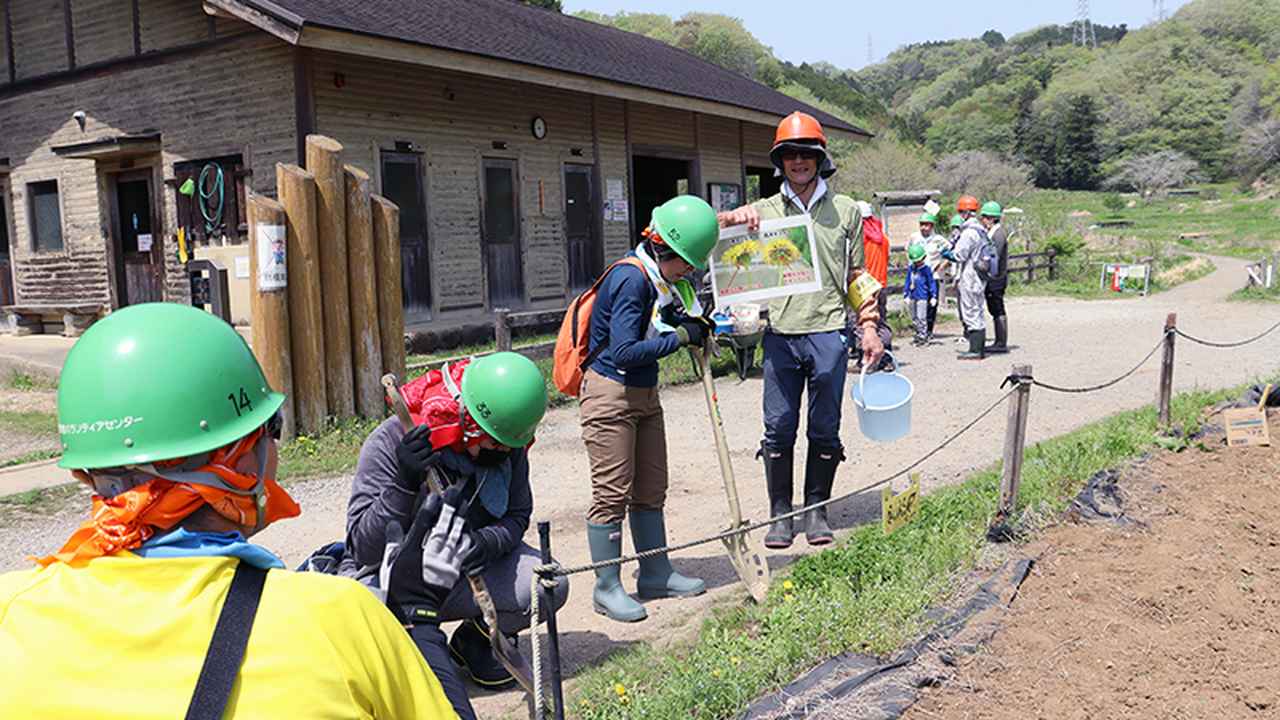 画像: セイヨウタンポポは入口付近に群生