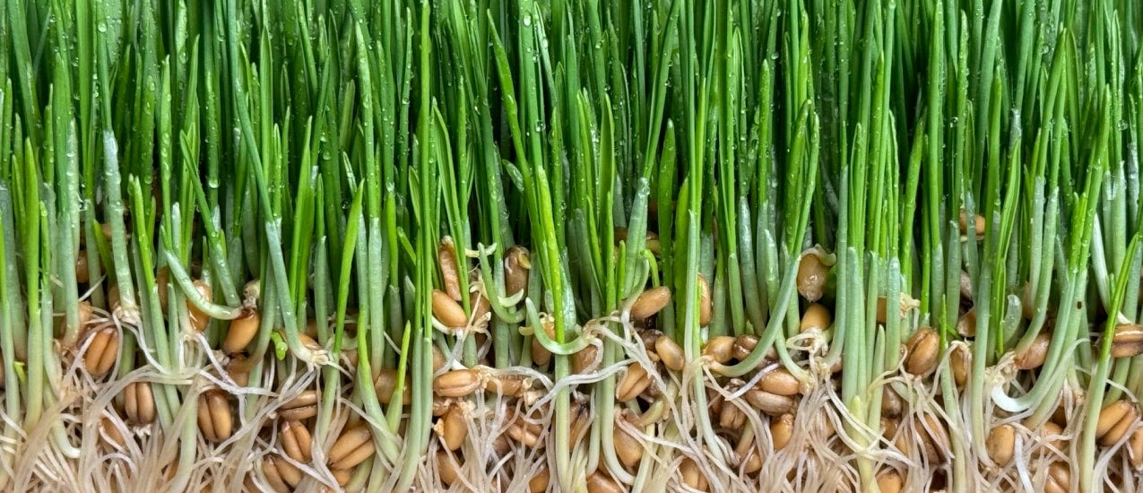 Close-up view of sprouted seeds