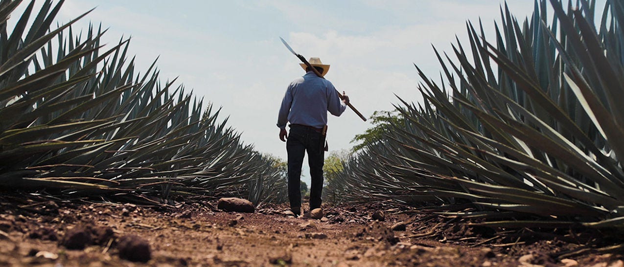 tequila inteligente tequila inteligente