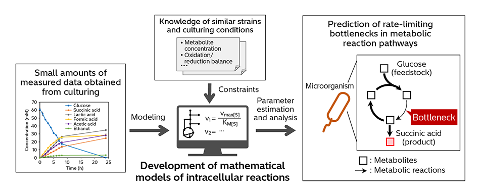 [2] Development of Metabolic Kinetics Model from Small Quantities of Measurement Data