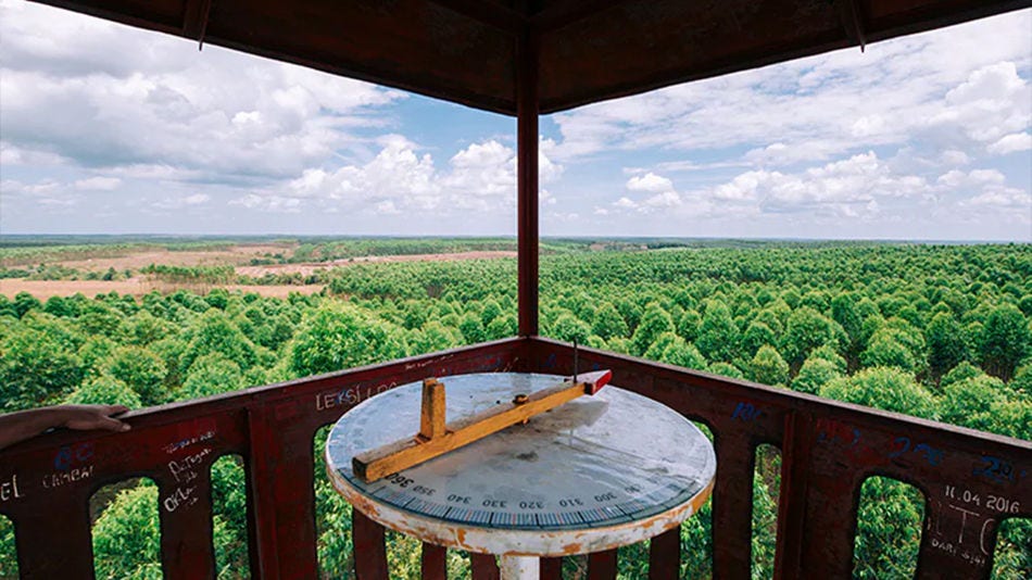 Acelerando a mudança digital no setor de reflorestamento