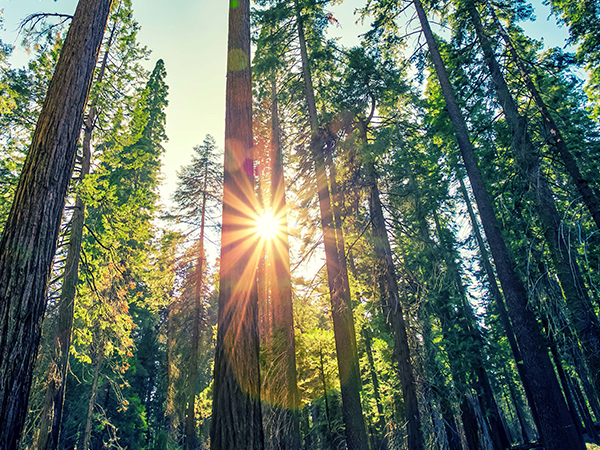 Solutions For Climate Change solutions-for-climate-change