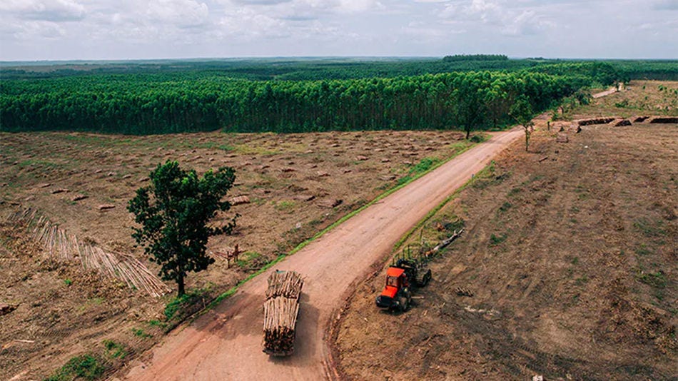 Caminhão madeireiro carregando uma carga colhida em terras de reflorestamento