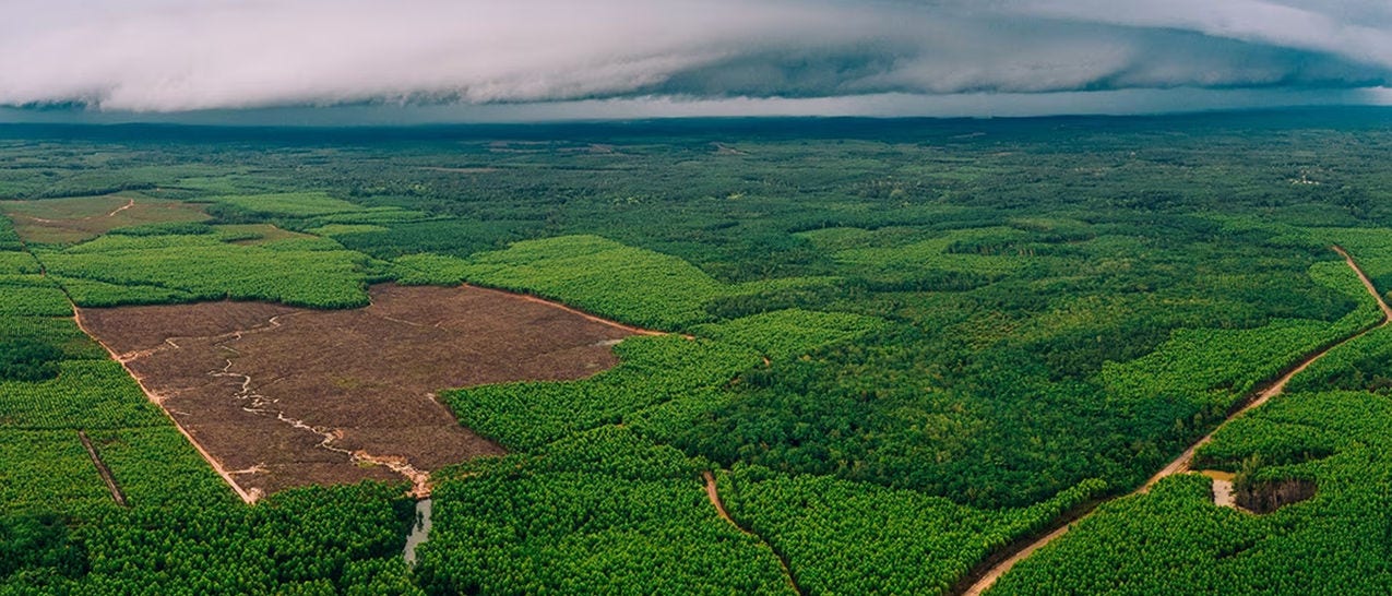 Usando satélites para medir a altura de árvores: Inovando o setor de reflorestamento