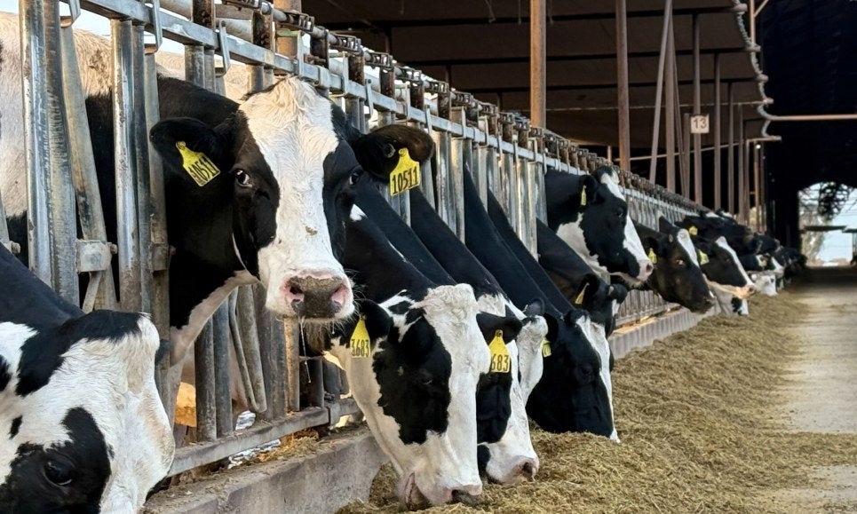 Cattle Feed