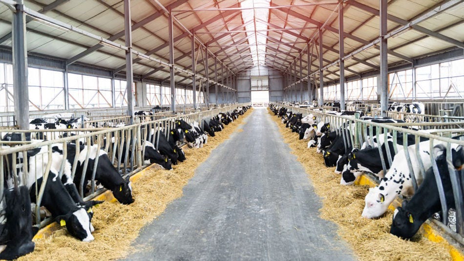 Innovative Solutions for Feed Efficiency