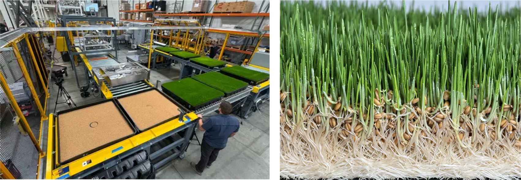 ［図9］屋内型の革新的飼料生産システムによる発芽穀物の自動生産