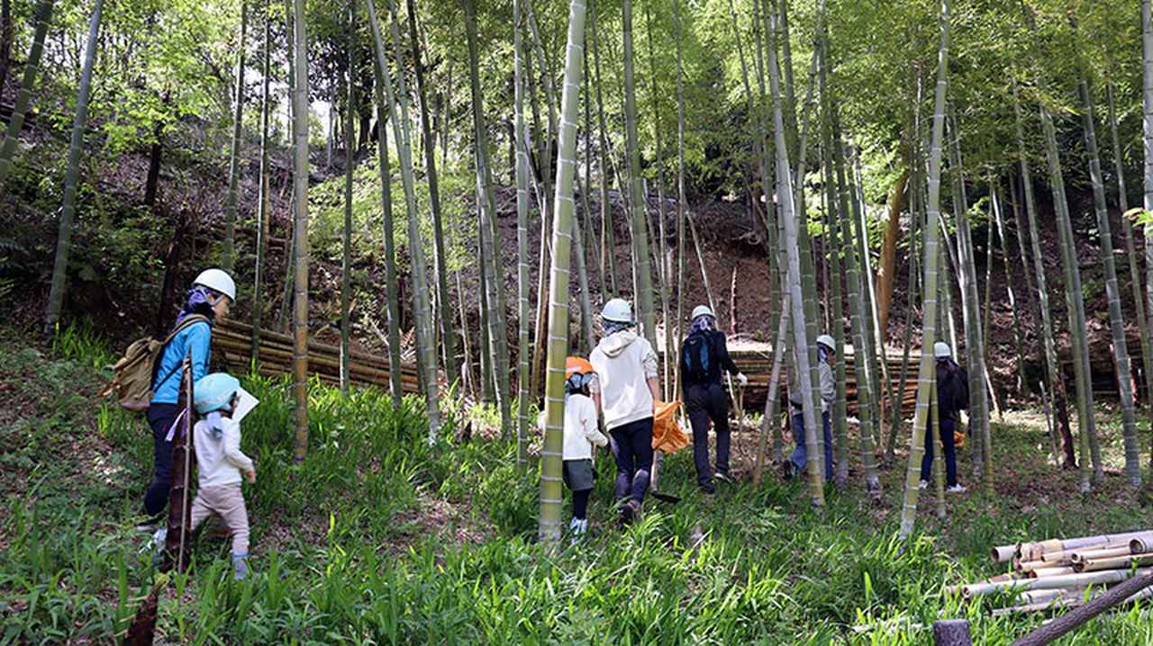 画像：いざ竹林内へ
