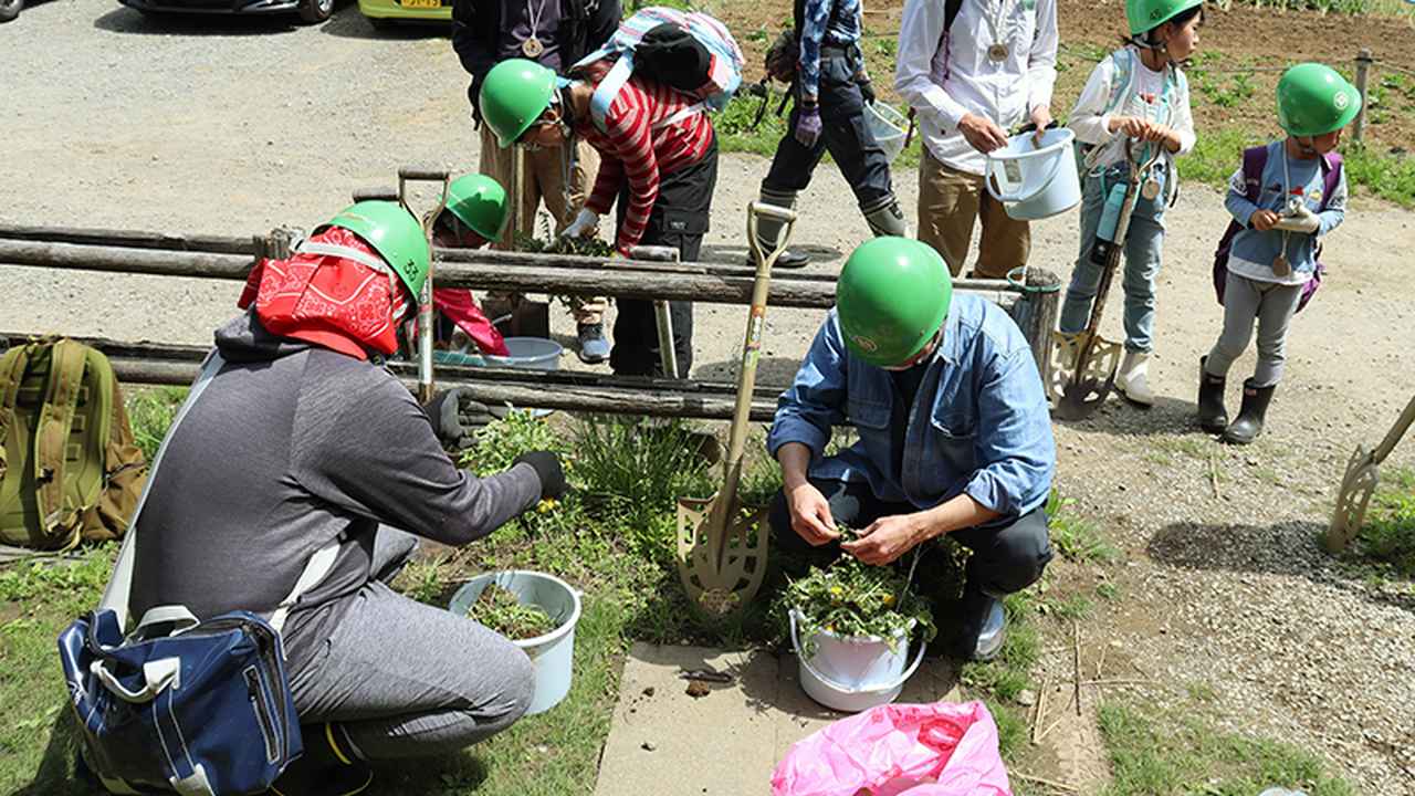 画像: セイヨウタンポポは根元をカウント