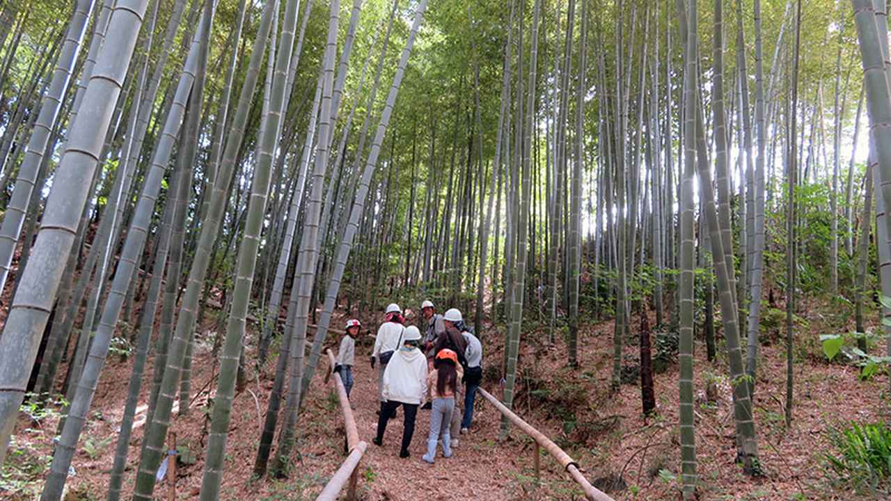 画像：竹林がキレイに保全されている