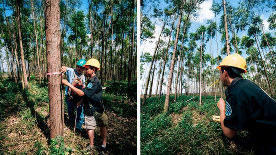 Trabalhadores medindo uma árvore manualmente