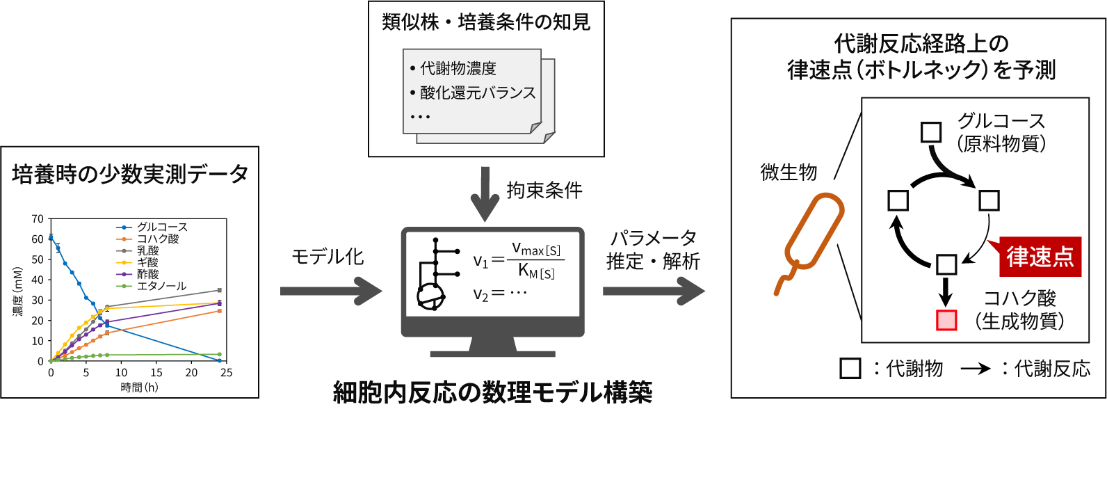 ［図2］少数の実測データを用いた代謝速度論モデルの構築