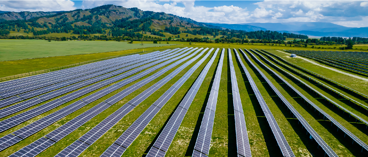 A field with rows of solar panels