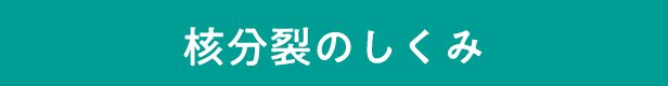 核分裂のしくみ