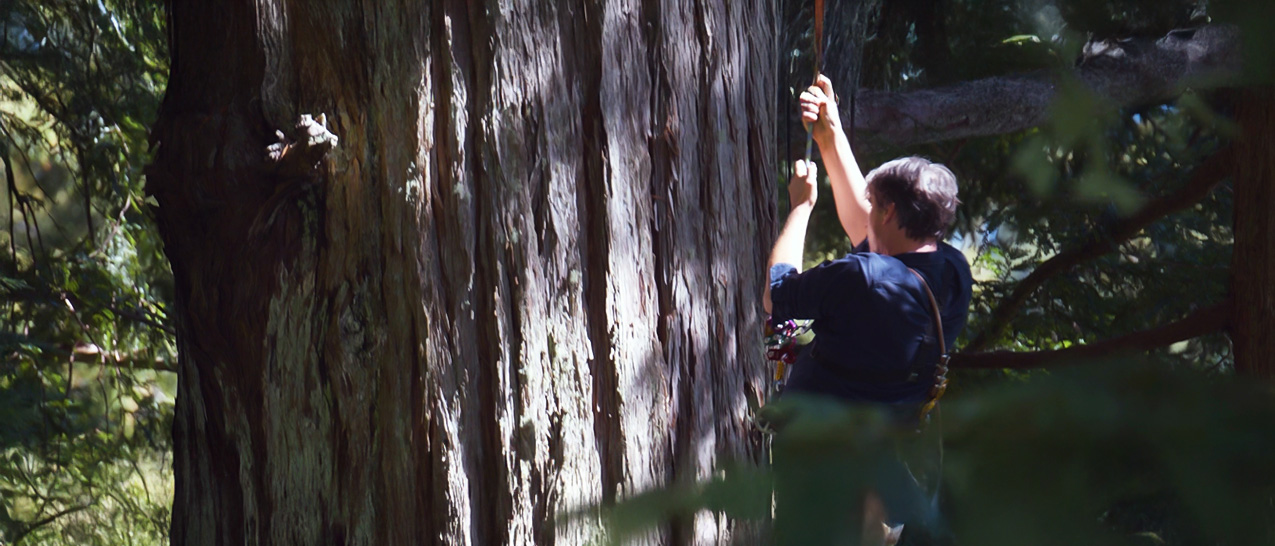 Hitachi and Rainforest Connection Join Forces to Defend the Rainforest and Confront Climate Change