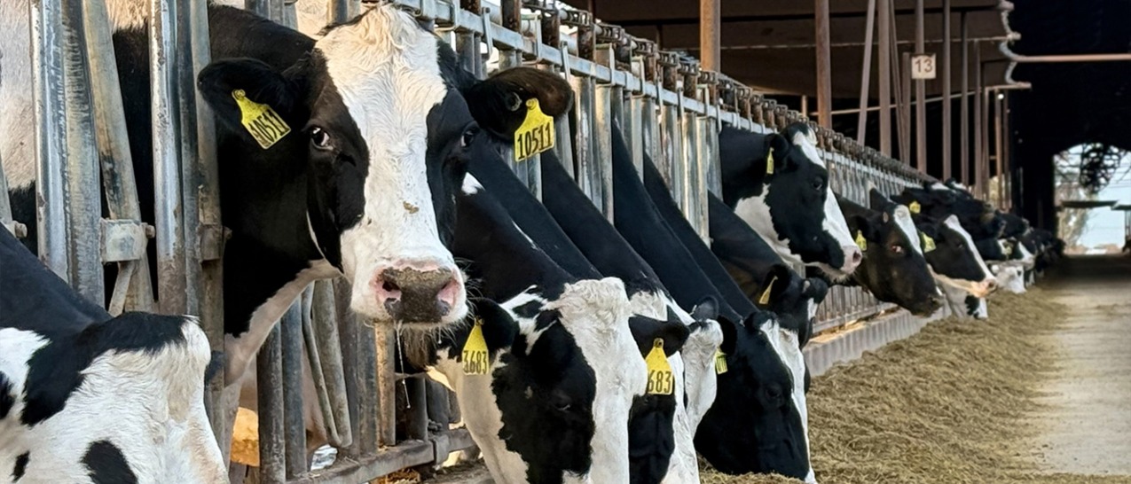 Revolutionizing agriculture with sustainable feed production
