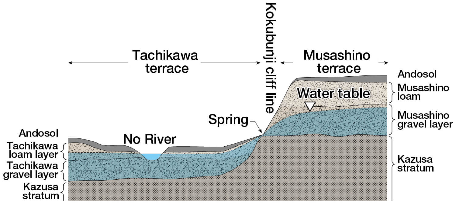 Schematic Diagram of Geological Section Near the Kokubunji Cliff Line