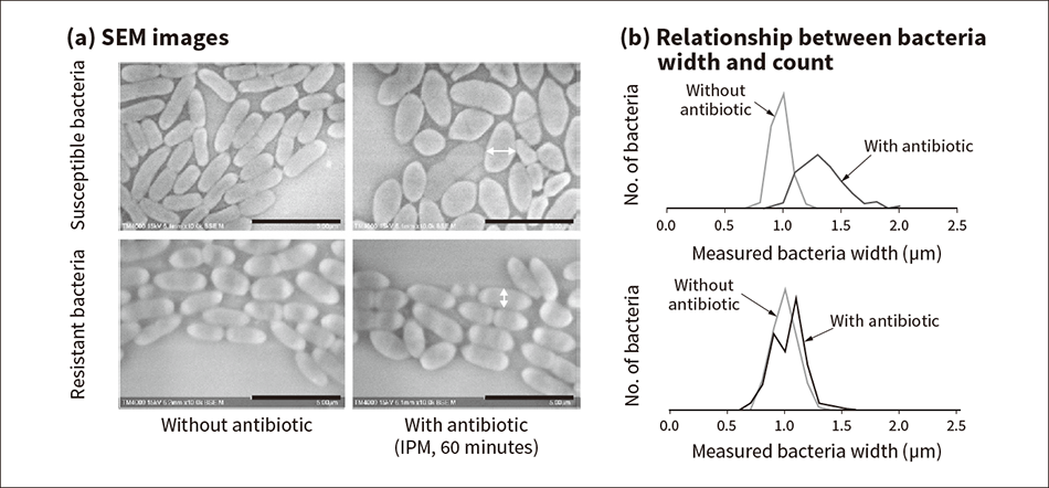 Figure 3 — SEM Images and Width Measurements of Coliforms that Are and Are Not Resistant to IPM
